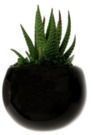 Amazon - Up to 46% off Select LiveTrends Design Minimal Care Live Plants
