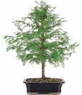 Dawn Redwood Bonsai Tree